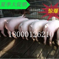 三元仔猪长白仔猪二元仔猪小猪苗出售仔猪求购仔猪供应仔猪
