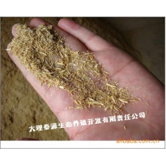 销售纯种野猪仔猪/特种野猪仔猪