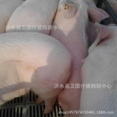 梅山猪   辽宁仔猪  卖仔猪  黑猪养殖基地  沂蒙山养殖...