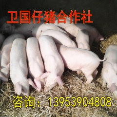 湖南仔猪 湖北仔猪 河北仔猪 河南仔猪 黑龙江仔猪 内蒙仔猪...