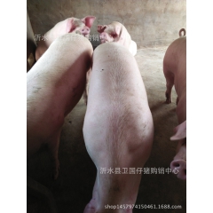 山东仔猪  毛猪     黑猪散养   猪仔   良种仔猪 ...