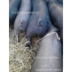 黑猪  杜洛克仔猪  梅山仔猪  太湖母猪