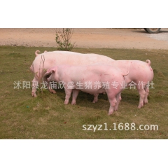 瘦肉型三元仔猪 良种外三元仔猪 大白仔猪 杜长大优质仔猪