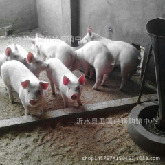 仔猪 苗猪 三元仔猪 杜洛克仔猪 小约克仔猪 仔猪价格 安徽...