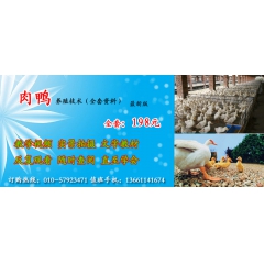 仙湖肉鸭配套系
