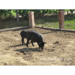大量供应吃草的商品猪 成年猪野猪养殖 生猪养殖合作社