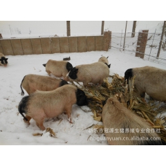 山西巴马香猪养殖合作社供应优质香猪商品猪