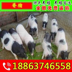 北京香猪养殖场 巴马香猪商品猪