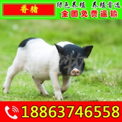 河北香猪市场价格 巴马香猪 商品猪 吃草的猪