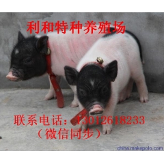巴马香猪对预防老年人心血管疾病有独特功效 长年供应种猪 商品...