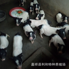 巴马香猪种猪,商品猪 巴马香猪  巴马香猪低价销售