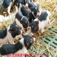 北京香猪养殖场特种养殖动物巴马香猪商品猪 年猪 吃肉猪