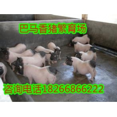 常年提供巴马香猪 种猪,商品猪 全生态放养适应性更强