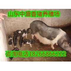 济宁地区长期出售巴马香猪种猪,商品猪 巴马香猪吧