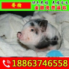 巴马香猪种猪,商品猪 巴马香猪 巴马香猪低价销售