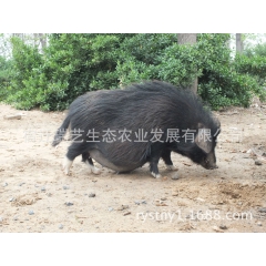 生态藏香猪 养殖藏香猪 烤乳猪专用藏香猪 公司直销藏香猪商品...