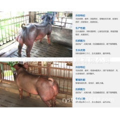 中华老字号 东阿阿胶桃花姬阿胶糕300g