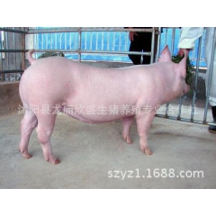 中华老字号 东阿阿胶桃花姬阿胶糕300g
