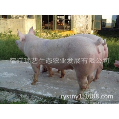 中华老字号 东阿阿胶桃花姬阿胶糕300g