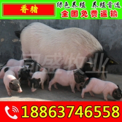 中华老字号 东阿阿胶桃花姬阿胶糕300g