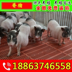 中华老字号 东阿阿胶桃花姬阿胶糕300g
