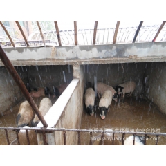河北新乐市冠源香猪养殖基地供应大量优质巴马香猪种猪