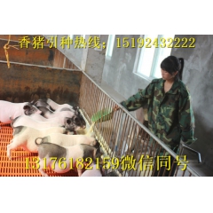 广西巴马香猪种猪  藏香猪养殖前景 泰国小香猪迷你宠物猪