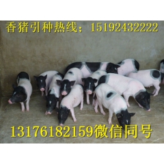 场家直销热卖产品巴马香猪种猪 小香猪迷你宠物猪活体 荷兰猪