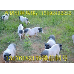 广西巴马香猪种猪 小香猪养殖前景 成活率高 肉质好 量大从优