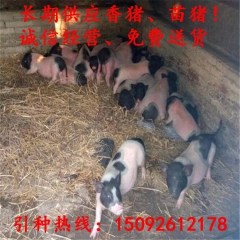 纯种从江香猪 绿色有机食品 原生态猪肉 优质从江香猪种猪