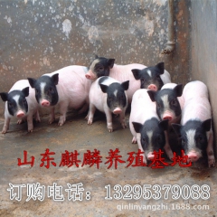 出售巴马香猪小香猪宠物猪迷你猪香猪种猪