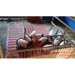 出售巴马香猪泰国香猪商品香猪香猪种猪