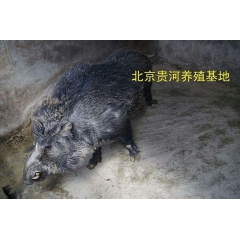 北京藏香猪养殖基地