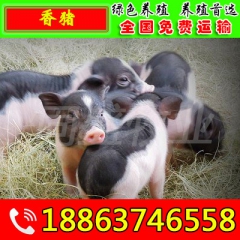 那里有卖小香猪苗 种猪 巴马香猪 小猪苗价格