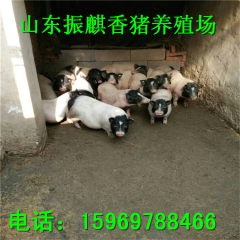 巴马香猪养殖场出售种猪 巴马香猪猪仔 香猪种苗