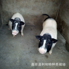 巴马香猪养殖场  香猪种猪 巴马香猪猪仔 香猪种苗