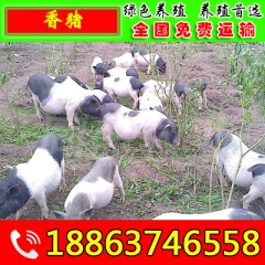 巴马香猪养殖场 香猪种猪 巴马香猪猪仔 香猪种苗