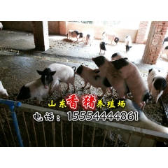 供应巴马香猪养殖场 巴马香猪种猪 巴马香猪苗