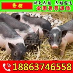 出售巴马香猪 小香猪 宠物猪 迷你猪 种猪 香猪 商品香猪