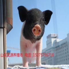 供应小香猪 香猪种猪 宠物猪 种猪苗 宠物猪 特种养殖