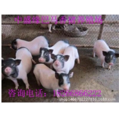 供应巴马香猪 小香猪种猪 藏香猪 商品香猪活体 香猪养殖前