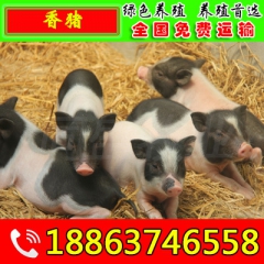 福建南平市常年提供纯种的巴马香猪种猪