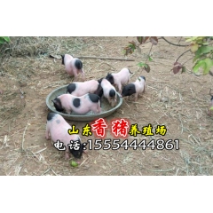 供应香猪种猪 香猪邮政 巴马香猪