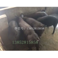 苏太母猪什么价格