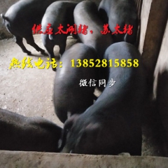 苏太母猪供应场家