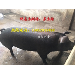 纯种苏太猪哪里可以买到