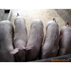 猪养殖种猪场批发三元苗猪，仔猪，种猪，太湖母猪