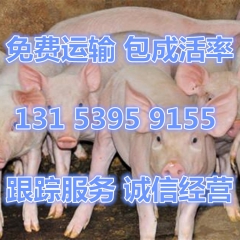 三元仔猪_三元仔猪价格 三元猪崽 良杂猪苗长白种猪