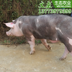 批发纯种皮特兰种猪 皮梅小母猪价格 皮梅二元母猪 基地绿色养...