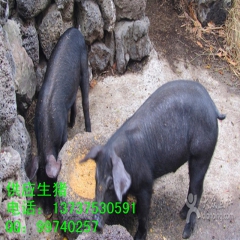 大型种猪场提供斯格，大白，长白，二元,杜洛克,等优质种猪